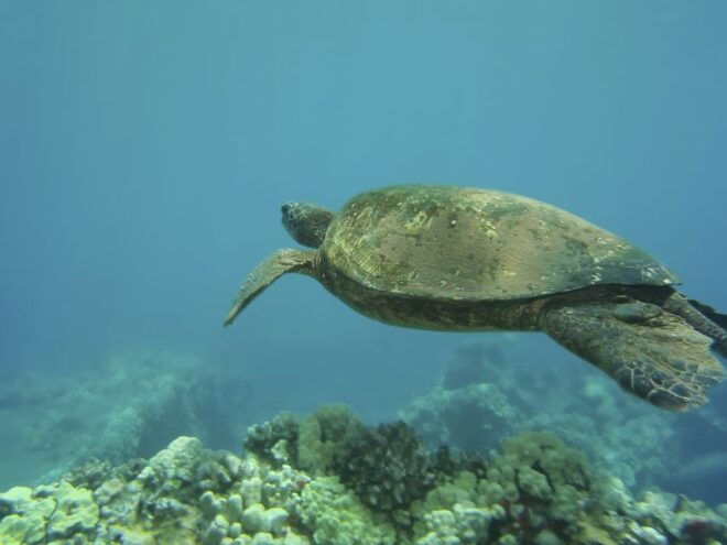 Oahu: 3-Hour Waikiki Snorkel & Sailing Adventure With Lunch - Directions
