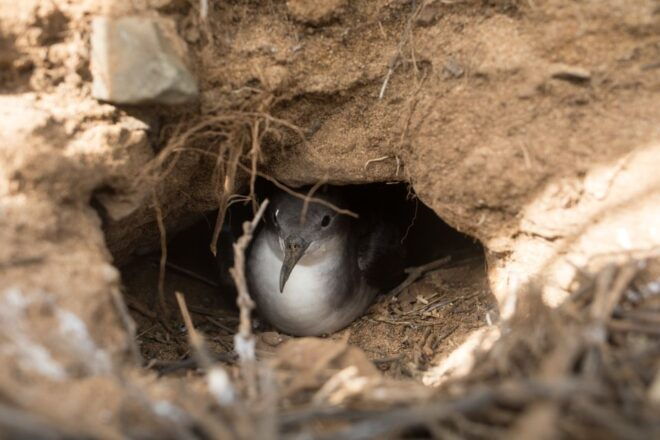 Oahu: Authentic Hawaiian Sailing Adventure to Mokuluas - Full Description