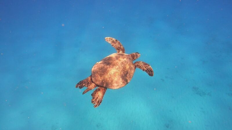 Oahu: Beginner SCUBA Dive at Electric Beach - Practical Details You Need to Know