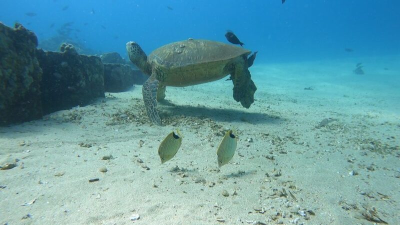 Oahu: Beginner SCUBA Dive at Electric Beach - Authentic Insights From Reviews