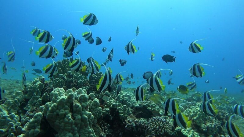 Oahu: Beginner SCUBA Dive at Electric Beach - The Sum Up: Is It Worth It?