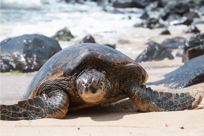 Oahu: Circle Island Private Tour With Pickup - Tour Overview and Highlights