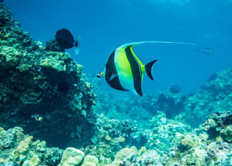Oahu: Circle Island Snorkeling Tour - Experience and Highlights