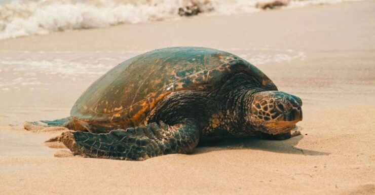 Oahu Circle Island Tour - Best Spots & Beaches - Tour Highlights