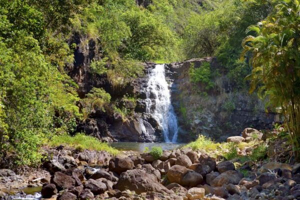 Oahu: Complete Island Tour With Tropical Waterfall - Wildlife Encounters