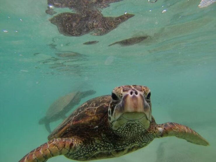 O'ahu: Custom Private Island Tour of O'ahu - Booking Details