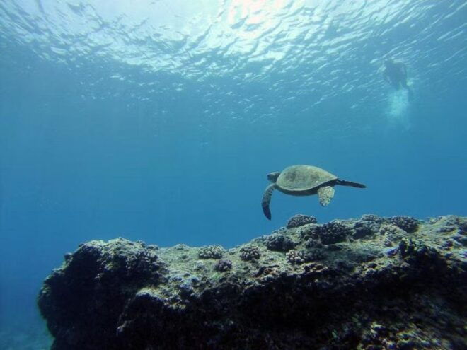 O'ahu: Custom Private Island Tour of O'ahu - Tour Highlights