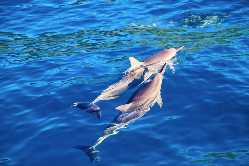 Oahu Dolphin Cruise with Water Activities, Pickup & Lunch Included - Is the price worth it?
