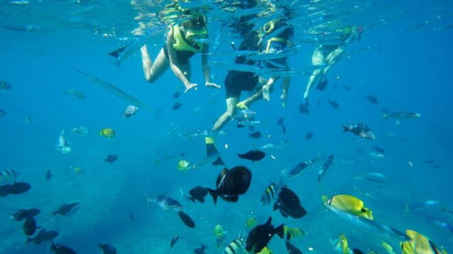 Oahu: Dolphin Swim and Snorkeling Speedboat Tour - Tour Details and Logistics