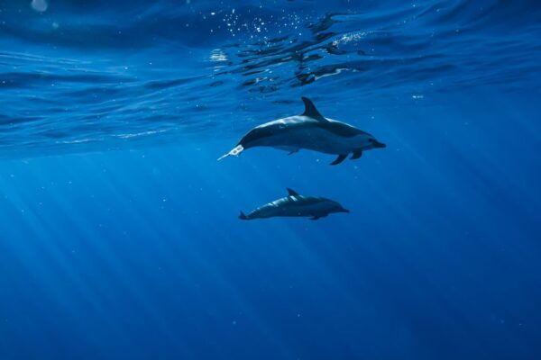 Oahu: Dolphin Swim and Snorkeling Speedboat Tour - Booking and Payment Options