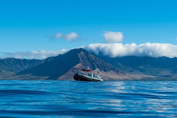 Oahu: Dolphin Swim and Snorkeling Speedboat Tour - Common Questions