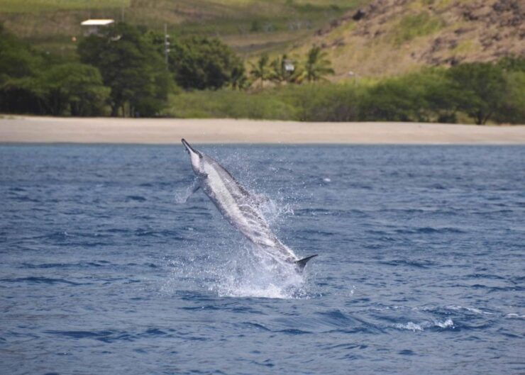 Oahu: Dolphin Swim and Turtle Snorkel Excursion in Waianae - Activity Details