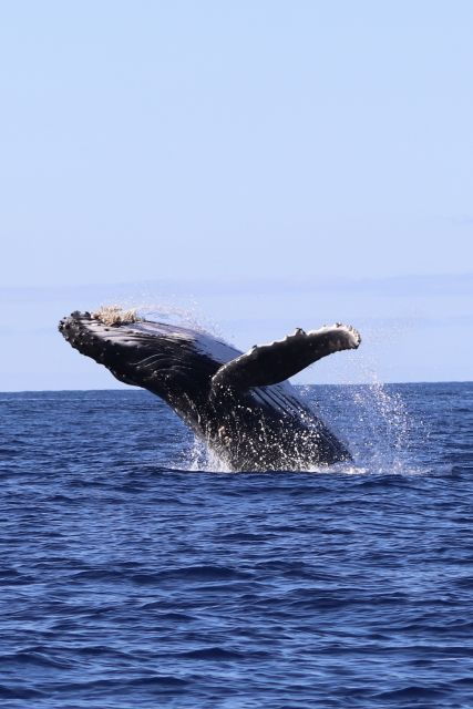 Oahu: Dolphin Swim and Turtle Snorkel Excursion in Waianae - Experience