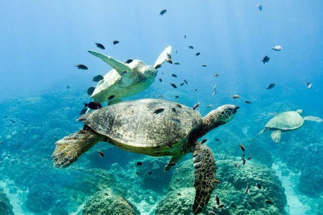 Oahu: Dolphin Swim and Turtle Snorkel Excursion in Waianae - Customer Reviews