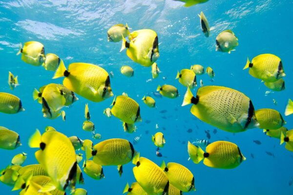 Oahu: Dolphin Swim and Turtle Snorkel Excursion in Waianae - Wildlife-Watching Cruise and Snorkeling Opportunities