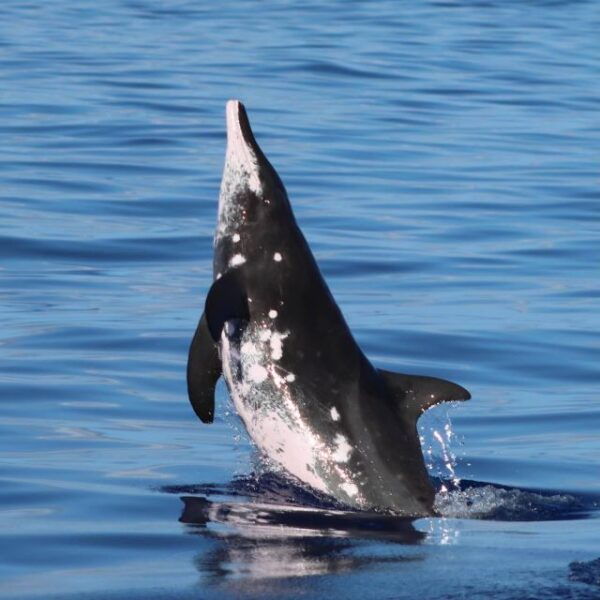 Oahu: Dolphin Swim and Turtle Snorkel Excursion in Waianae - Common Questions