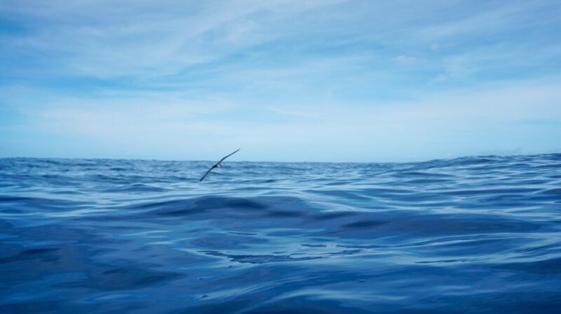 Oahu Dolphin Watch, Turtle Snorkel, Waterslide Activities - A Detailed Look at the Tour Experience