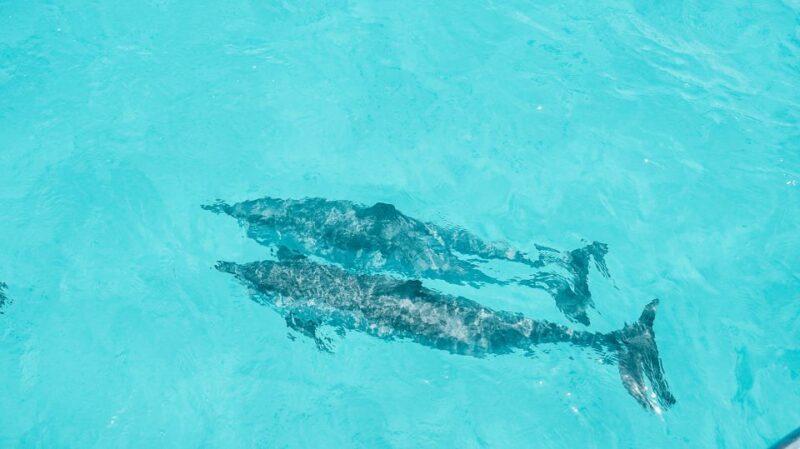 Oahu Dolphin Watch, Turtle Snorkel, Waterslide Activities - FAQ