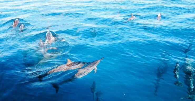 Oahu: Dolphin Watch, Turtle Snorkel, Waterslide Activities, - Good To Know