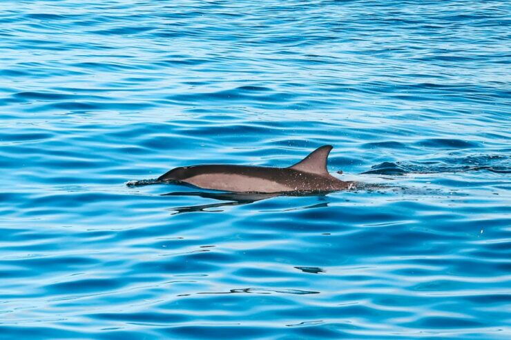 Oahu: Dolphin Watch, Turtle Snorkel, Waterslide Activities, - Experience Highlights