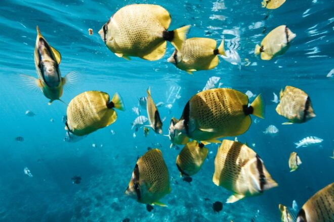 Oahu: Dolphin Watch, Turtle Snorkel, Waterslide Activities, - Payment Options and Flexibility