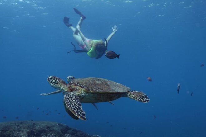 Oahu: Dolphin Watching With Lunch and Ocean Sports - Customer Ratings and Reviews