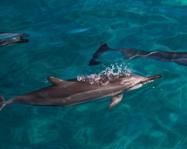 Oahu: Dolphin Watching With Lunch and Ocean Sports - Tour Schedule and Availability
