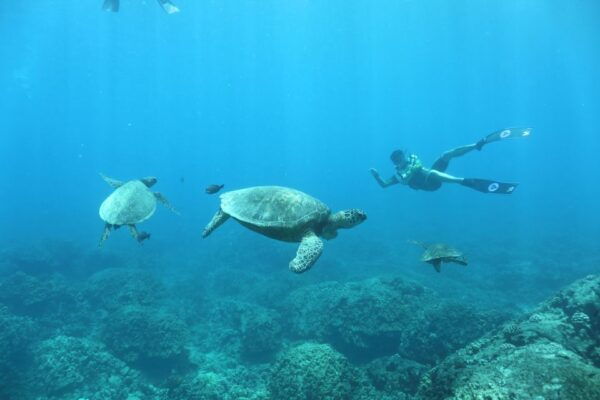 Oahu: Dolphin Watching With Lunch and Ocean Sports - Safety Measures and Precautions