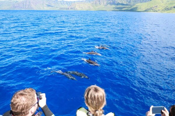 Oahu: Dolphin Watching With Lunch and Ocean Sports - The Sum Up