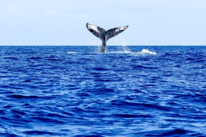 Oahu: Eco-Friendly West Coast Whale Watching Cruise - Related Activities and Attractions