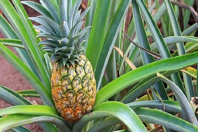 Oahu Grand Circle Island Experience From Waikiki - Cancellation Policy