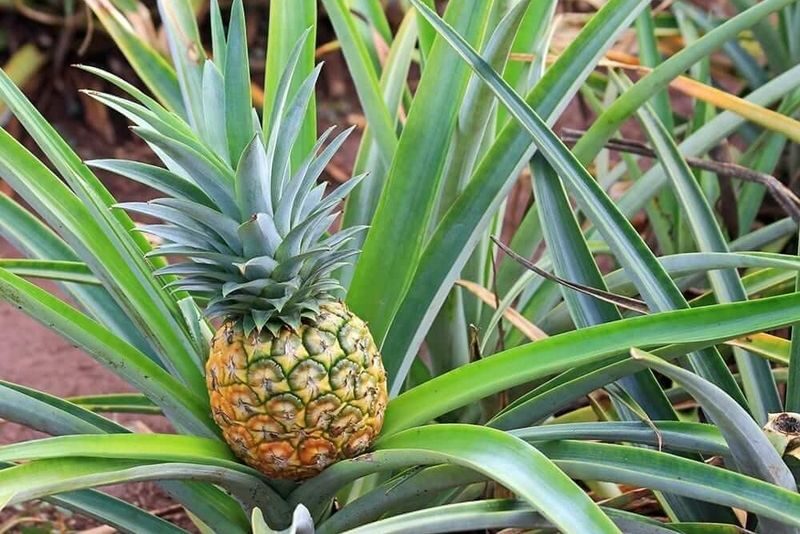 Oahu Grand Circle Island Tour - North Shore beaches, then Dole Plantation