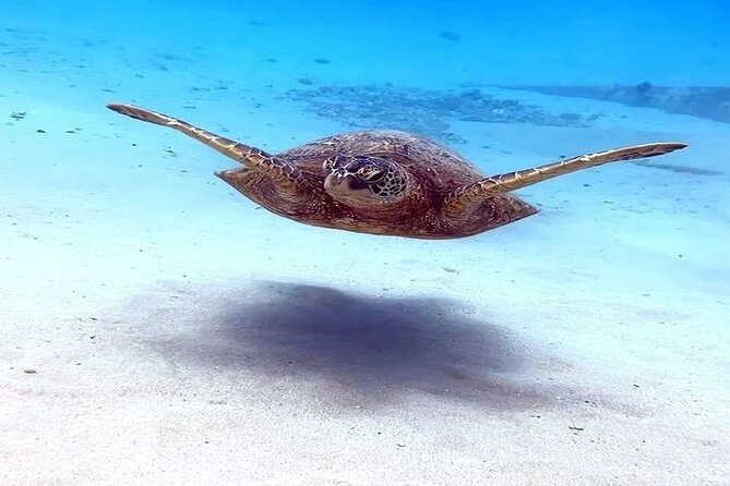 Oahu, Hawaii Small-Group Scuba Diving Tour Away From Crowds - Cancellation Policy and Weather Conditions