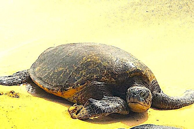 Oahu Highlights, Turtles & North Shore - Small Group Circle Island Tour - Experience Waikiki Beach and Local Treats