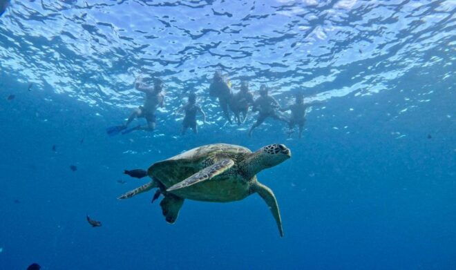 Oahu: Honolulu Private Catamaran Cruise With Snorkeling - Additional Details