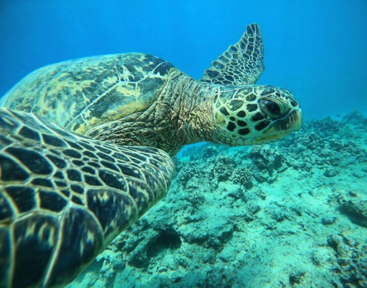 Oahu: Honolulu Turtle Canyon Snorkeling Tour - Experience Highlights