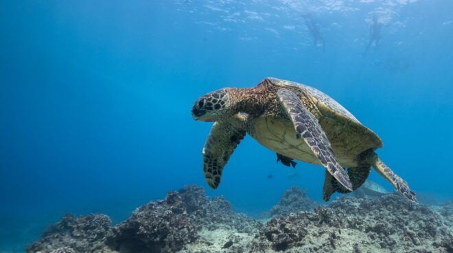 Oahu: Honolulu Turtle Canyon Snorkeling Tour - Full Description