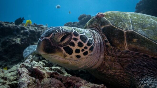 Oahu: Honolulu Turtle Canyon Snorkeling Tour - Participant and Date Information