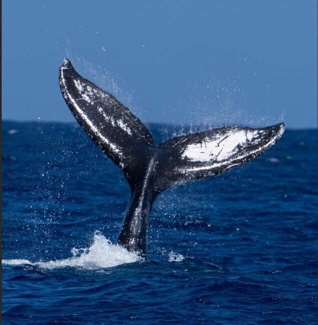 Oahu: Humpback Whale Watching Tour - A Detailed Look at the Humpback Whale Watching Tour