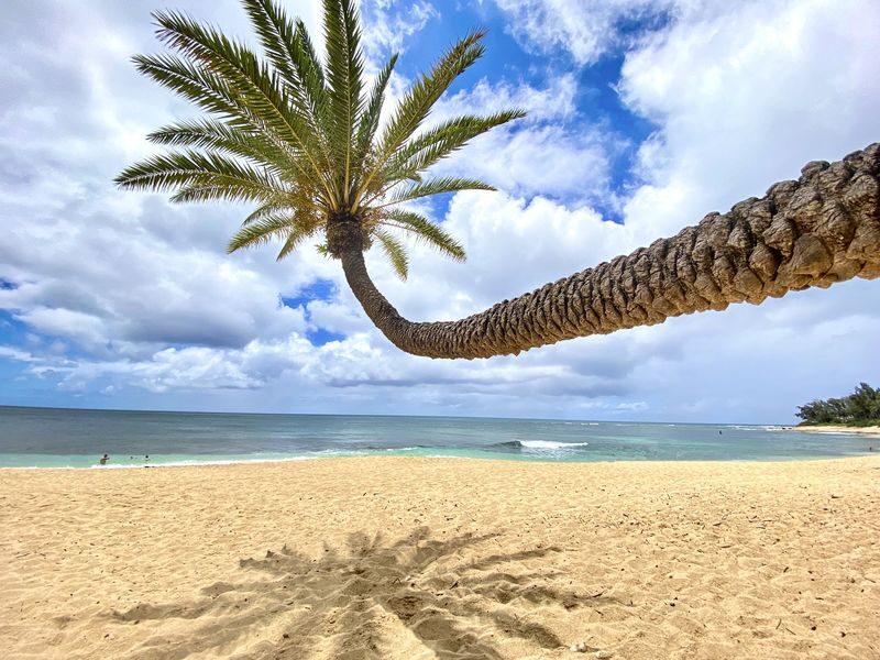 Oahu Island and North Shore Half Day Trip - Dole Plantation, with one important limit