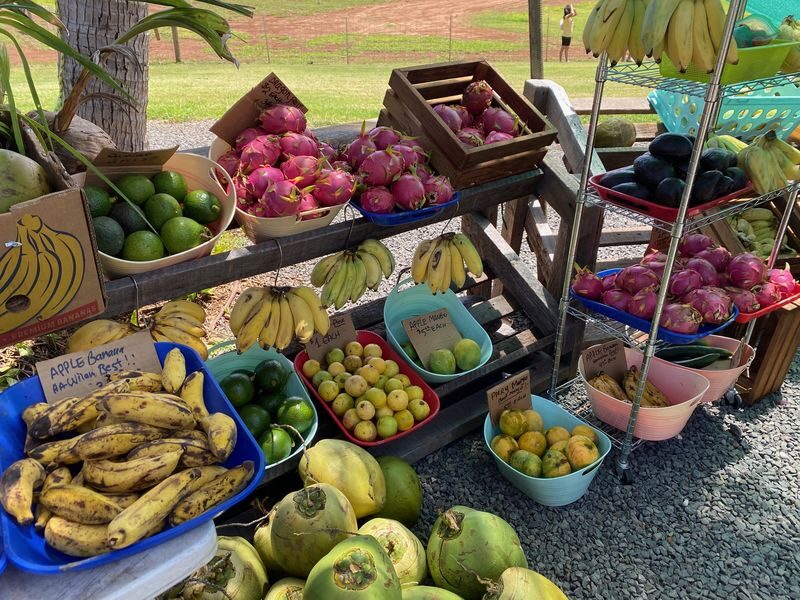 Oahu Island and North Shore Half Day Trip - Is the price worth a day of sightseeing?