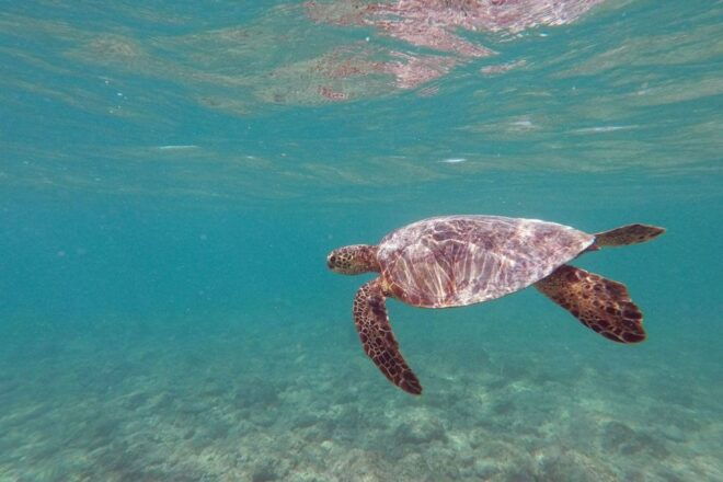 Oahu: Kailua Guided Kayak Excursion With Lunch - Additional Activities or Tours