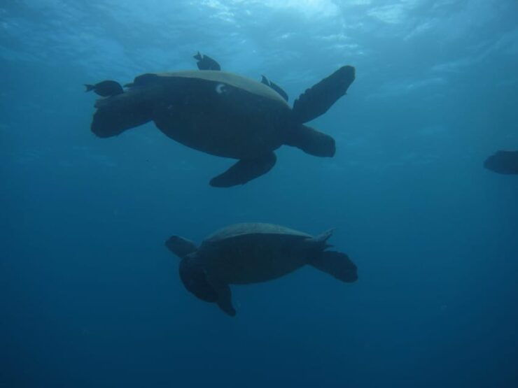Oahu: Luxury Day Sailboat Charter - Good To Know