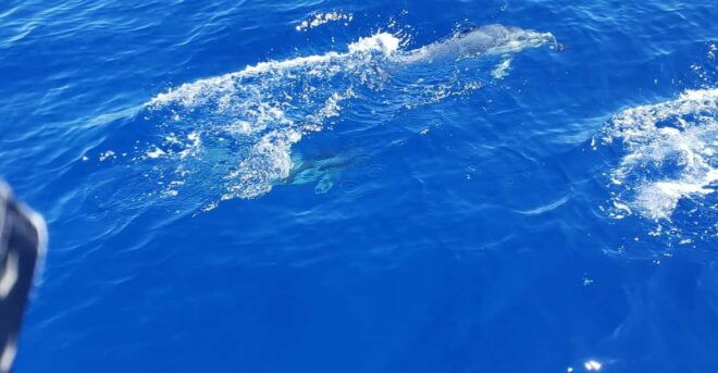 Oahu: Luxury Day Sailboat Charter - Recommended Items