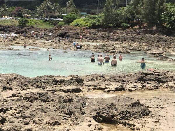 Oahu: Manoa Falls Hike and Tour - Common Questions