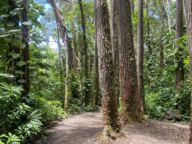 Oahu: Mānoa Falls Trail Hiking Shuttle - Activity Details