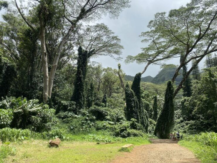 Oahu: Mānoa Falls Trail Hiking Shuttle - Experience Highlights