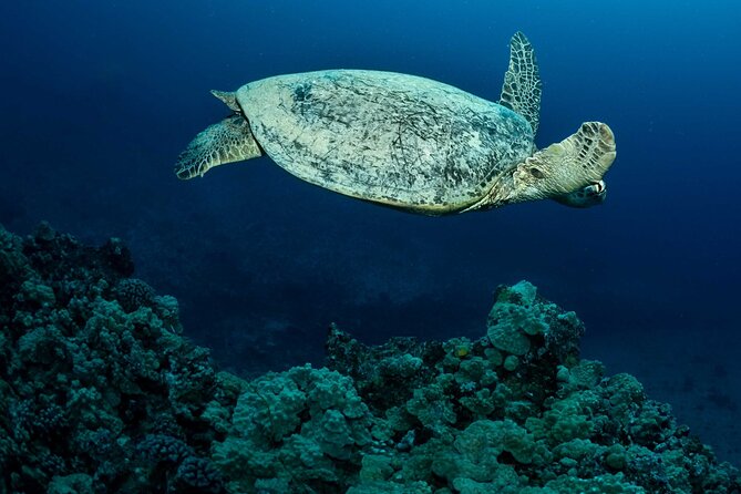 Oahu: Night Time PADI Dive Tour - Important Information