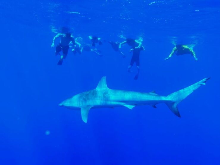 Oahu: North Shore Cageless Shark Snorkeling Tour - Activity Details