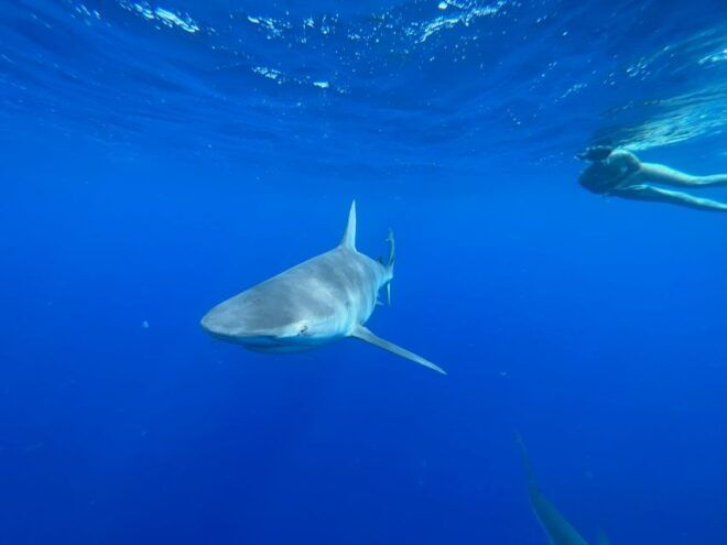 Oahu: North Shore Cageless Shark Snorkeling Tour - Inclusions